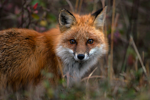 Red Fox (Winter)