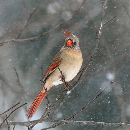 Northern Cardinal female
