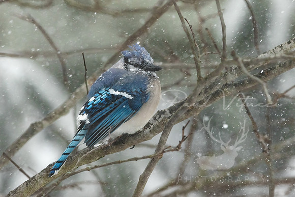 Nor'easter
