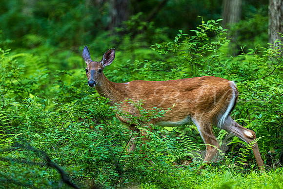 White-tail Doe
