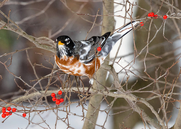 Leucistic Coloration American Robin