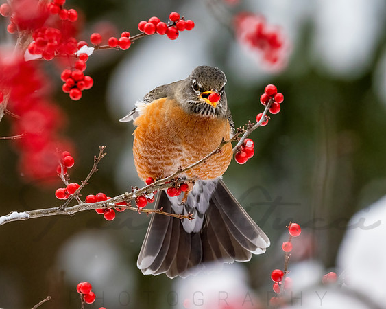 Berry Feast