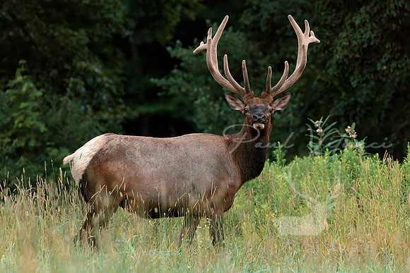 Bull Elk Stare,     PA