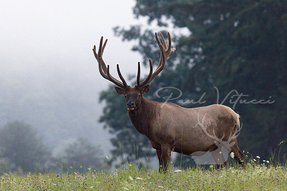 Big Boy