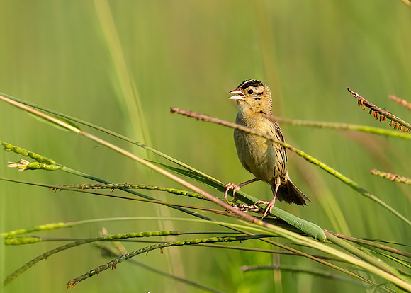 Grasshopper Sparrow