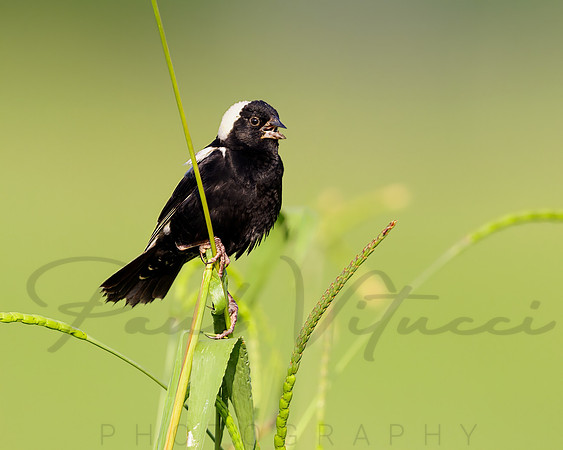 Bobolink
