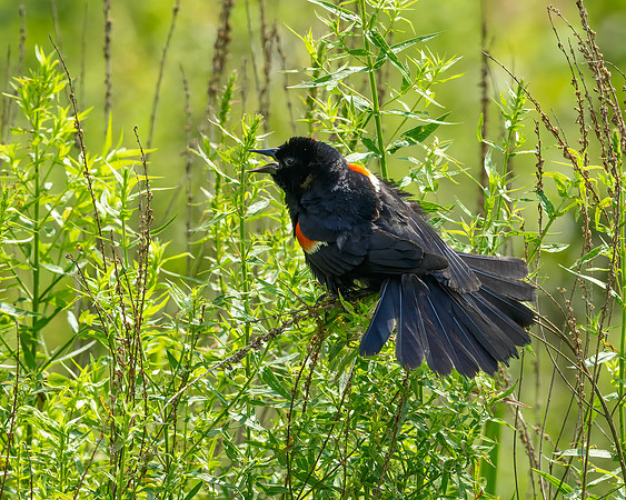 Red-wing Blackbird