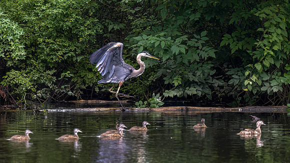 Woodland Pond