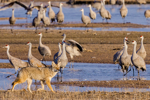 Coyote and Cranes