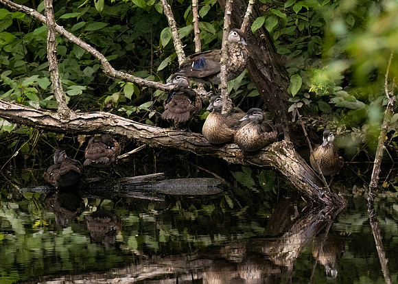 Secret Life of Wood Ducks