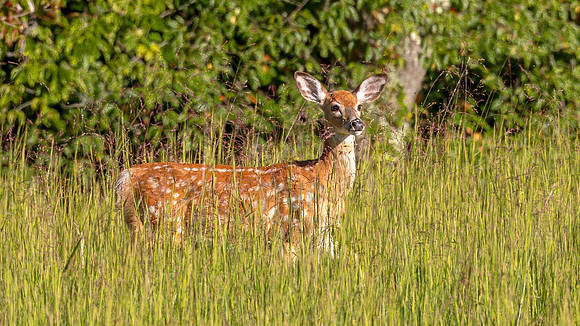 In The Grass