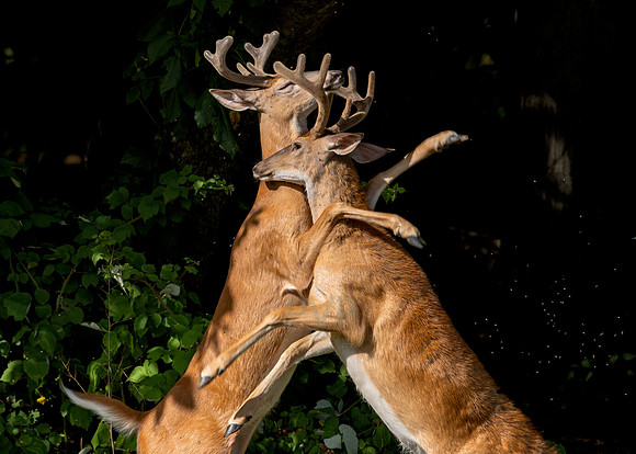 Deer Fight - The start