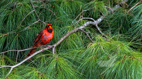 Pine Tree Cardinal