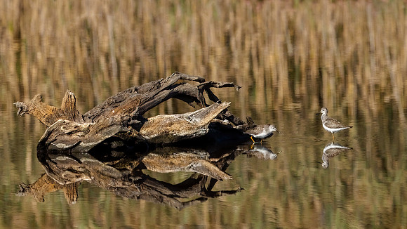 Reflections