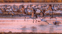 Sandhill Cranes
