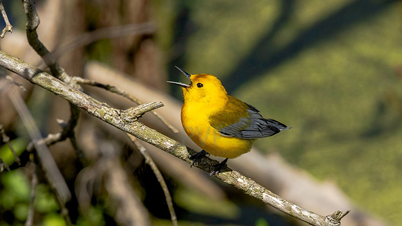 Prothonotary Warbler