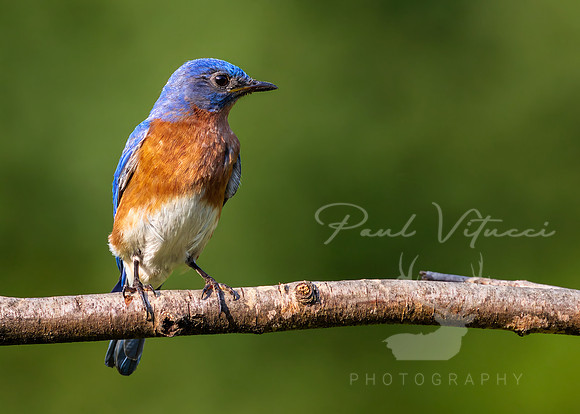 Eastern Bluebird (Male)