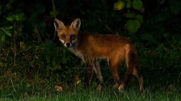 Night Hunter