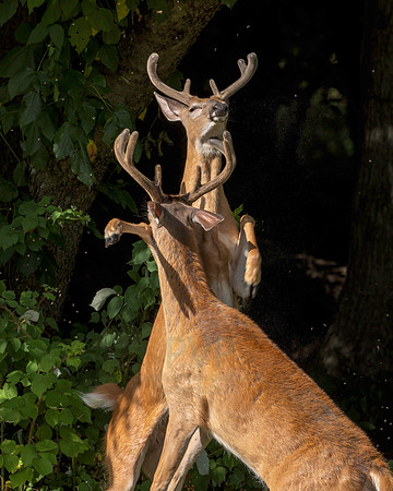 Deer Fight - The end.