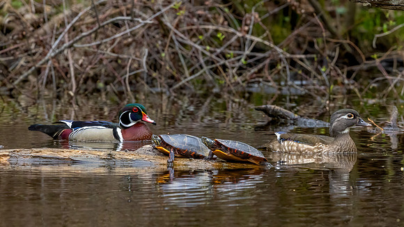 Pond Life