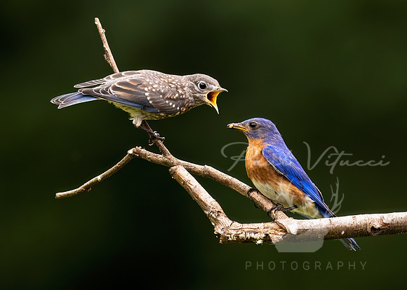 Eastern Bluebird with Fledgling