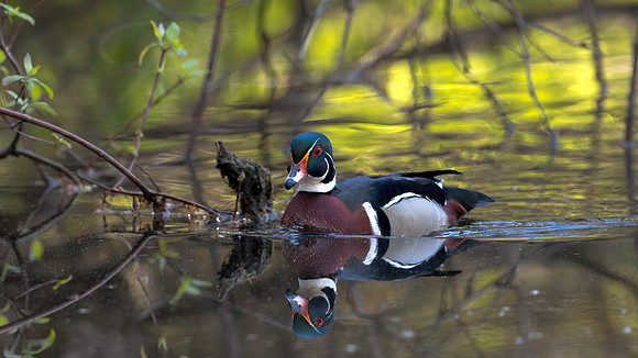 Silent Reflection