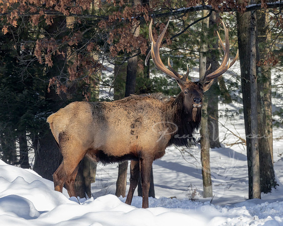 Winter's King