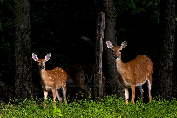 Mom and the Babies