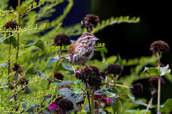 Song Sparrow