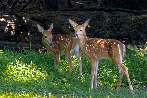 Fawns