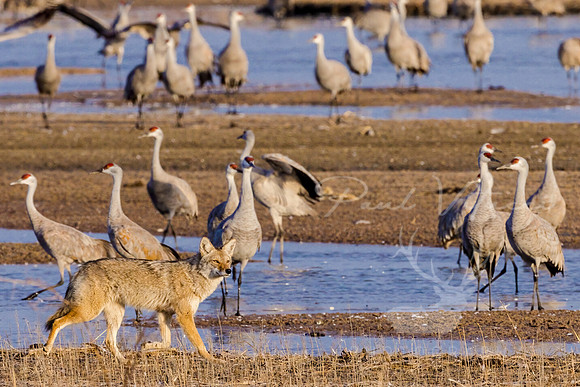 Coyote and Cranes