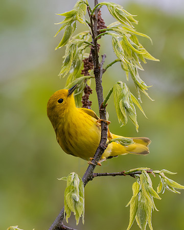 Yellow Warbler