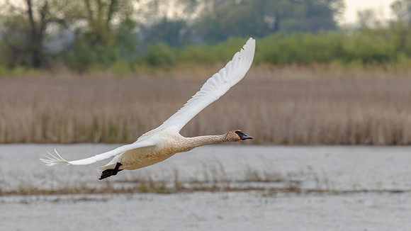 Trumpet Swan