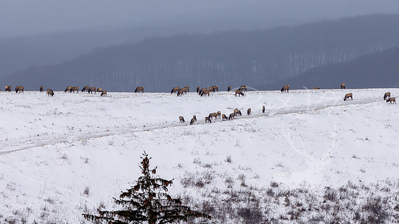 Winter Range