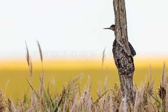 Peek-a-Boo