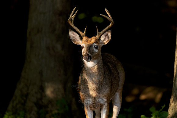8 Point Buck