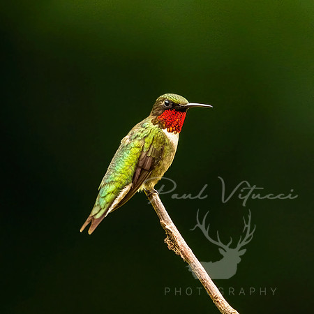 Ruby-throated Hummingbird