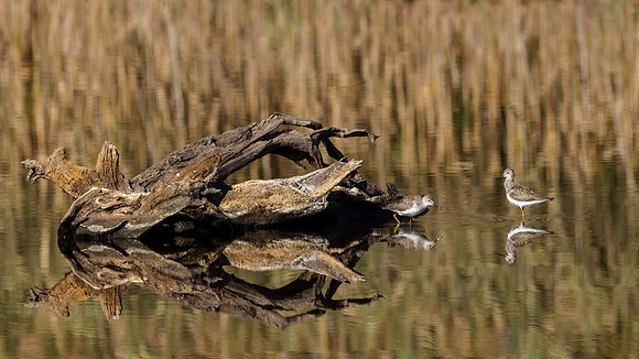 Reflections